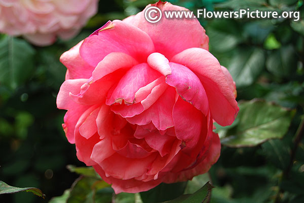 Baby pink floribunda rose lalbagh botanical garden