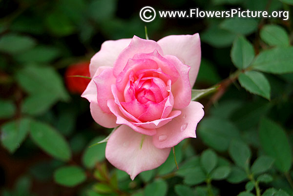 Baby pink miniature rose