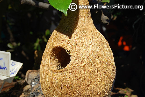 Baya weaver nest