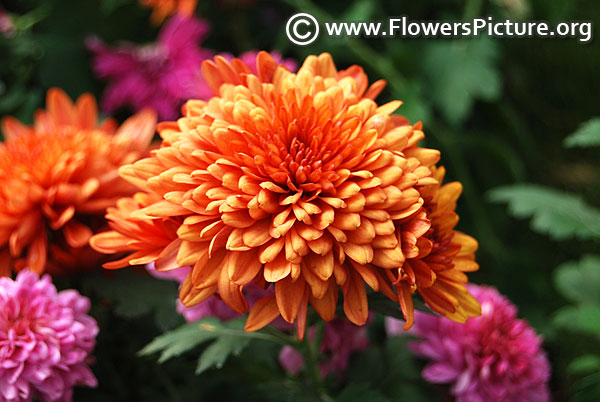 Bronze chrysanthemum