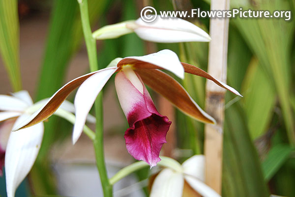 Brown dendrobium orchid