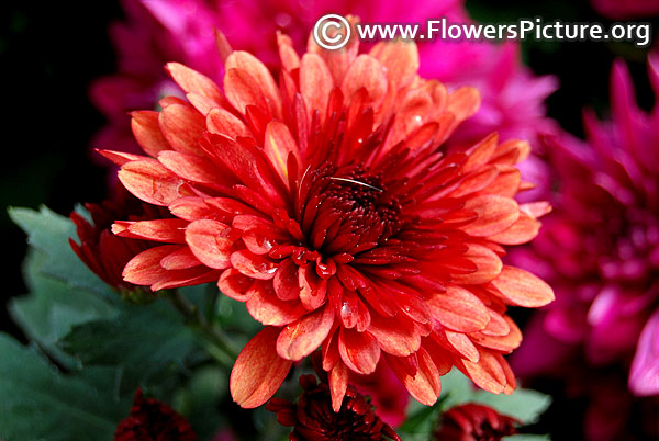 Chrysanthemum gompie red