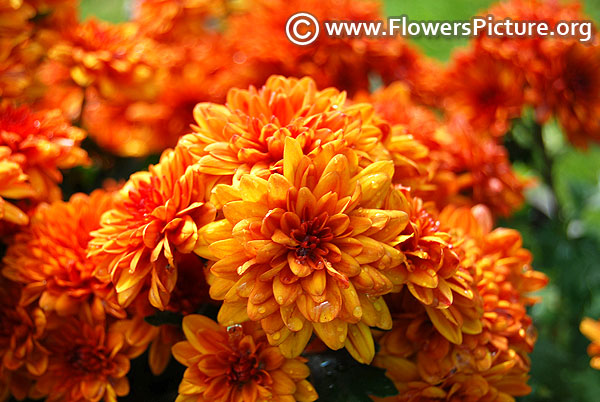 Chrysanthemum pompon red bronze