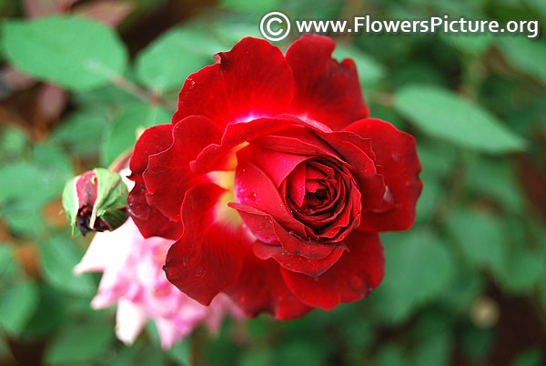 Deep red patio rose lalbagh flower show 2018