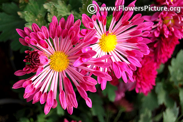 Chrysanthemum spoon