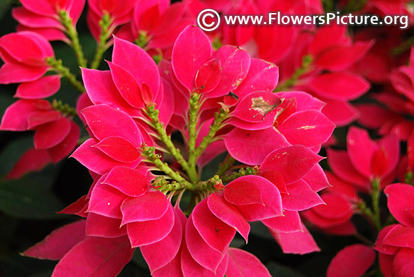 Euphorbia pulcherrima fuchsia pink color