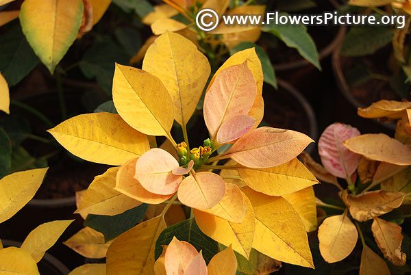 Euphorbia pulcherrima yellow