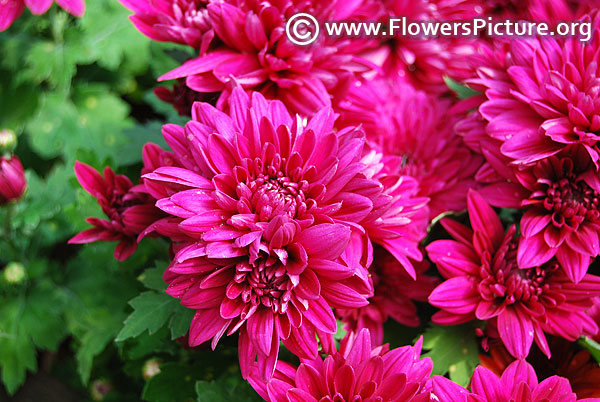 Fuchsia pink chrysanthemum