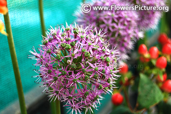 Giant onion flowers