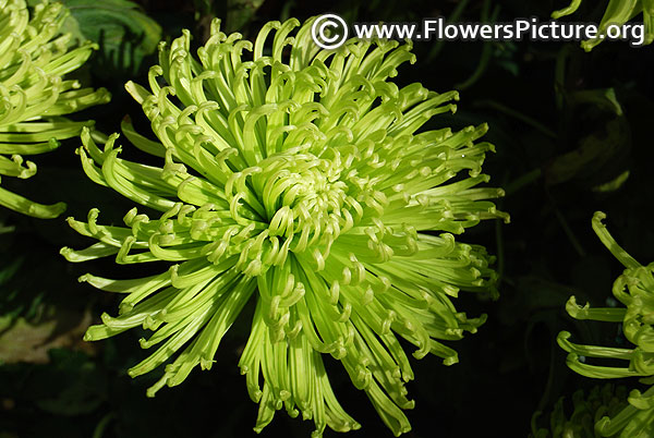 Green chrysanthemum