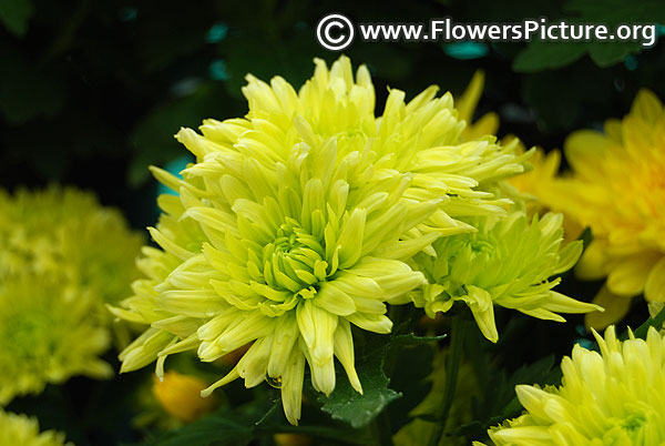 Green lizard chrysanthemum