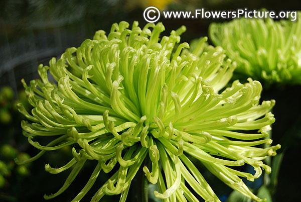 Green spider chrysanthemum