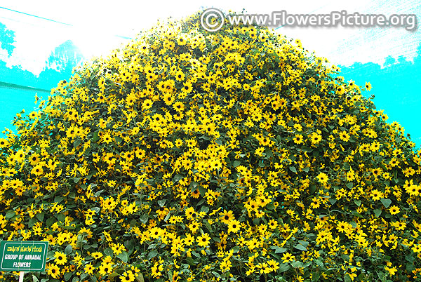 Group of annual flowers