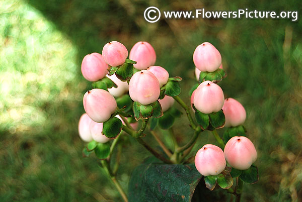 Hypericum berry pink