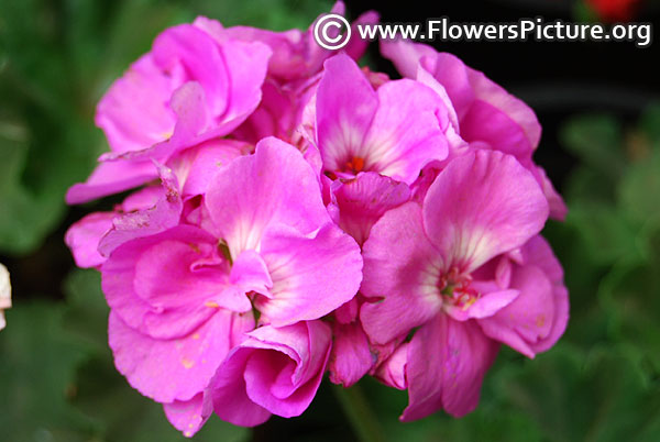 Lavender blue geranium