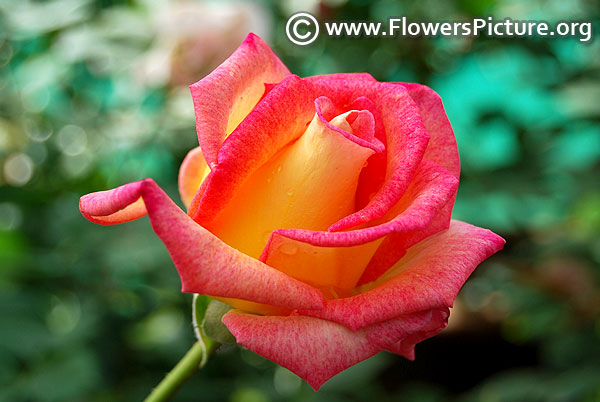 Love and peace hybrid tea rose lalbagh flower show 2018