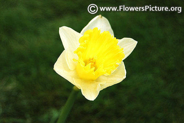 Narcissus pseudonarcissus