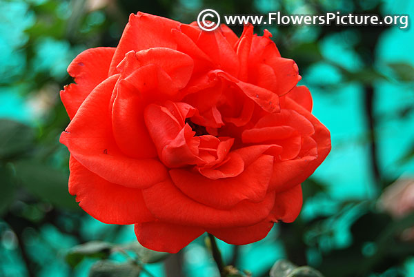 Orange rose lalbagh flower show 2018