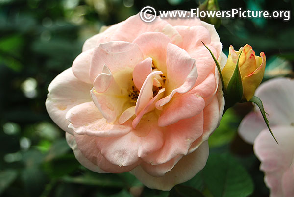 Peach color rose lalbagh botanical garden