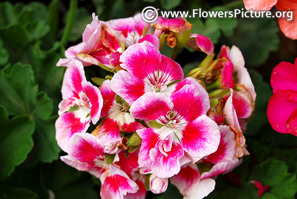 Pink and white geraniums