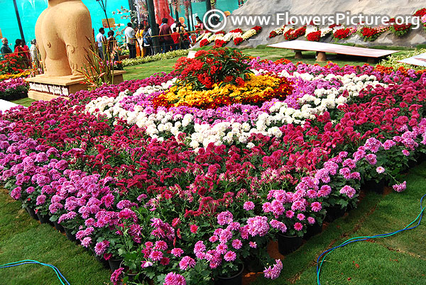 Pink chrysanthemum border variety