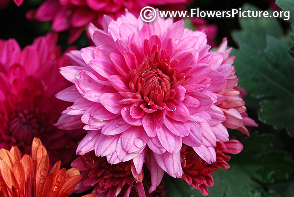 Pink chrysanthemum lalbagh flower show 2018