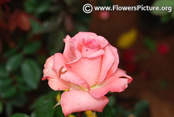 Pink hybrid tea rose lalbagh botanical garden