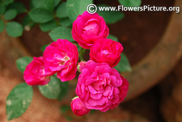 Pink miniature rose lalbagh flower show 2018