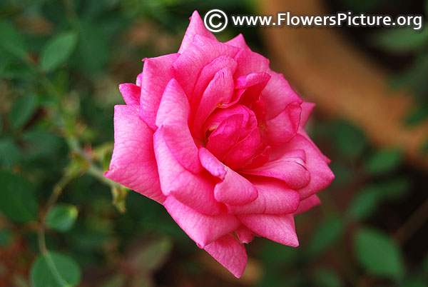 Pink patio rose lalbagh 2018