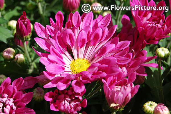 Pink spoon chrysanthemum