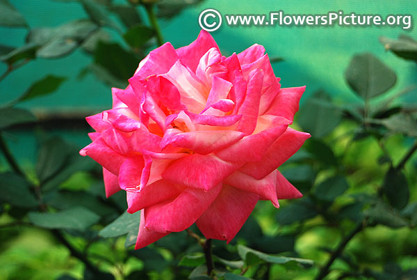 Pink white floribunda rose