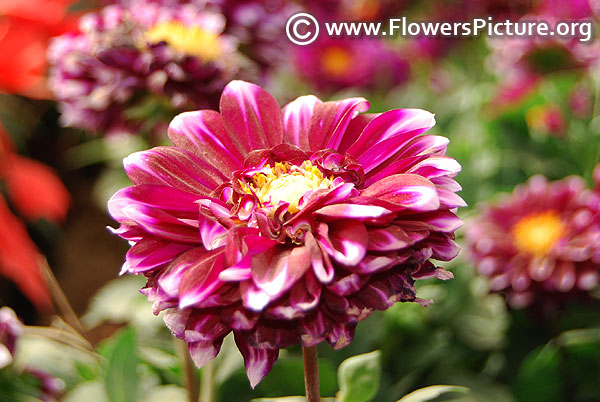 Purple and white variegated dahlia lalbagh 2018