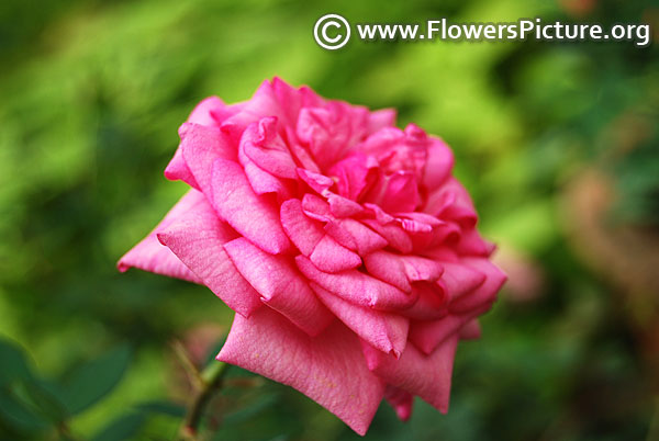 Purple patio rose