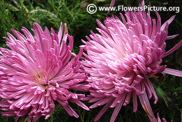 Purple spider chrysanthemum