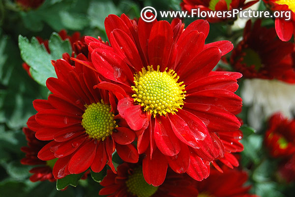 Red chrysanthemum flower