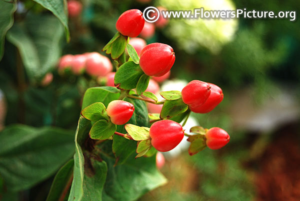 Red hypericum berry