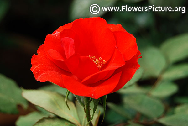 Red patio rose lalbagh garden 2018