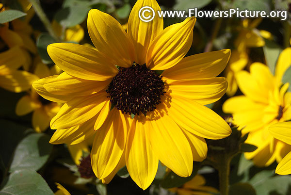 Rudbeckia triloba coneflower