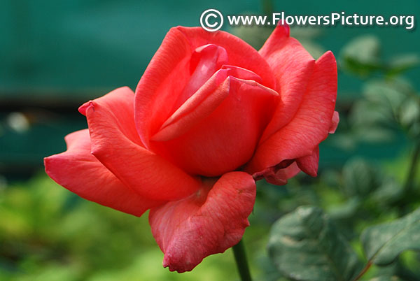 Salmon pink rose lalbagh botanical garden