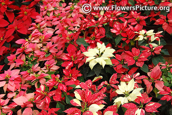 Variegated poinsettia plants