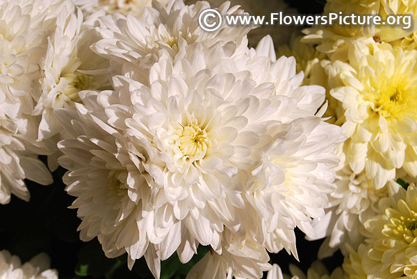 White chrysanthemum