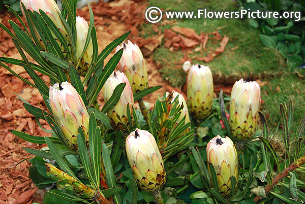 White protea