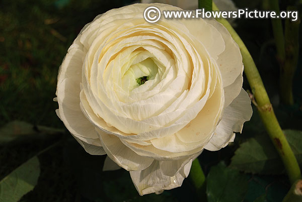 White ranunculus