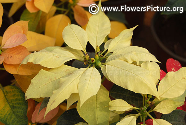 White star poinsettia