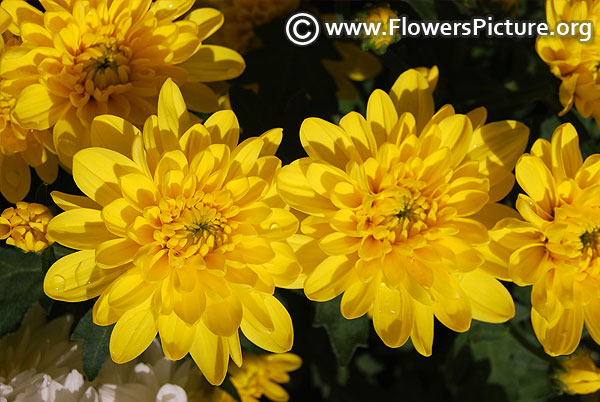 Yellow chrysanthemum flowers