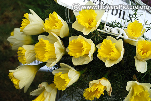 yellow daffodil flowers