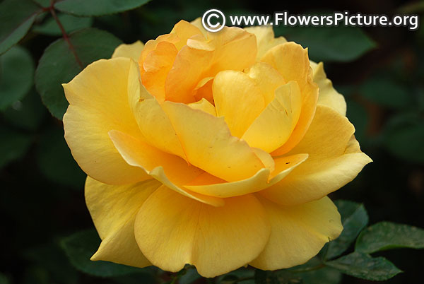 Yellow floribunda rose lalbagh flower show 2018