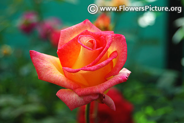 Yellow & pink rose lalbagh 2018