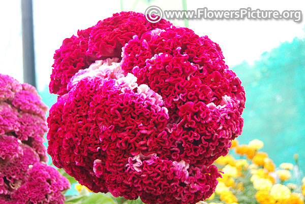 Celosia cristata- giant head shaped cockscomb