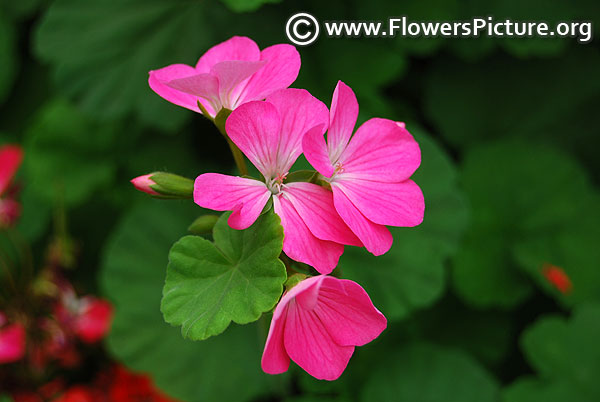 Geranium pelargonium flowers